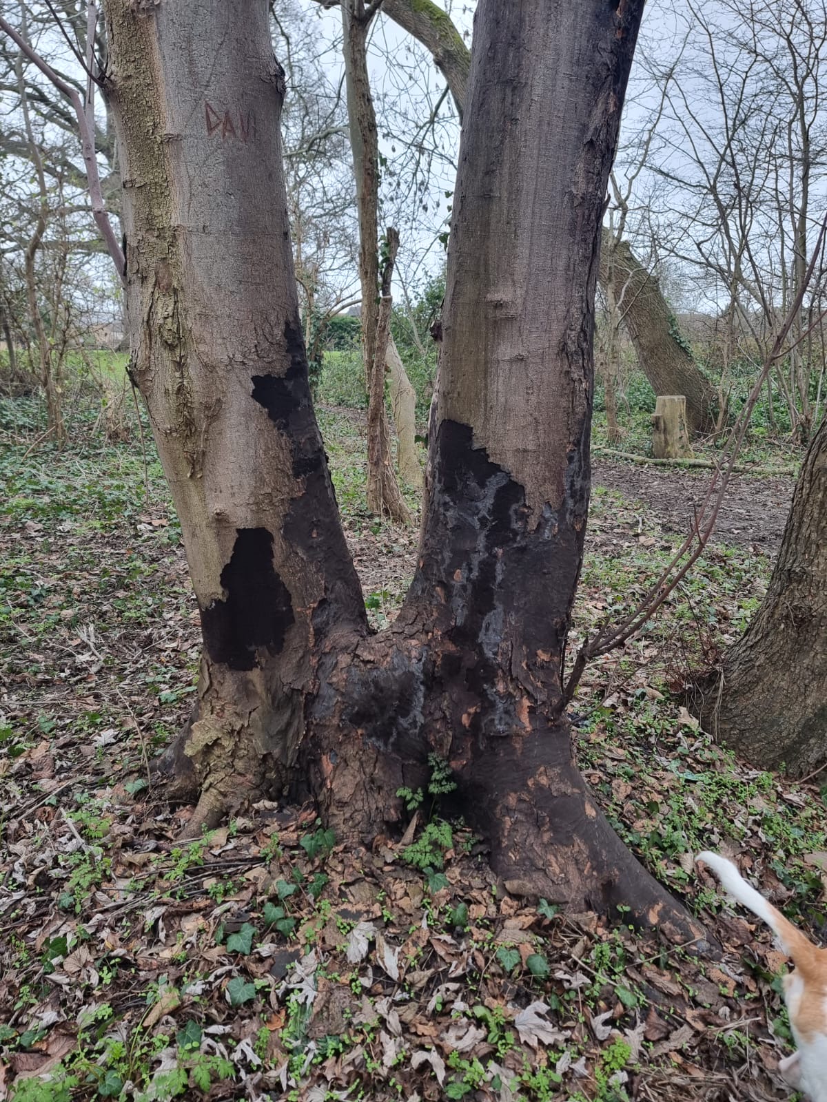Sooty Bark Disease on sycamore
