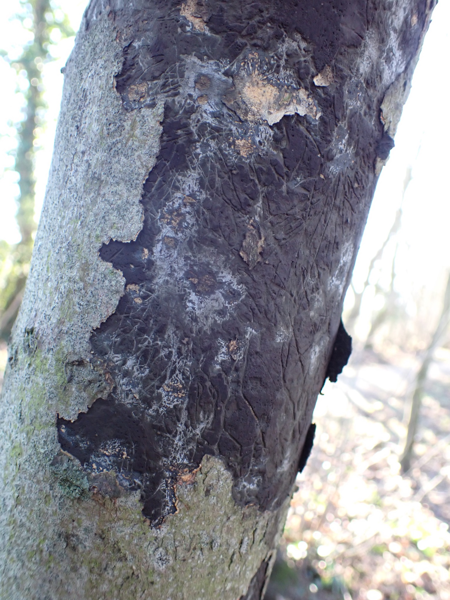 Sooty Bark Disease spore masses on tree